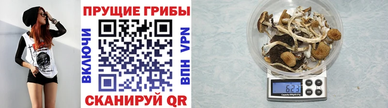 Псилоцибиновые грибы Psilocybine cubensis Беломорск